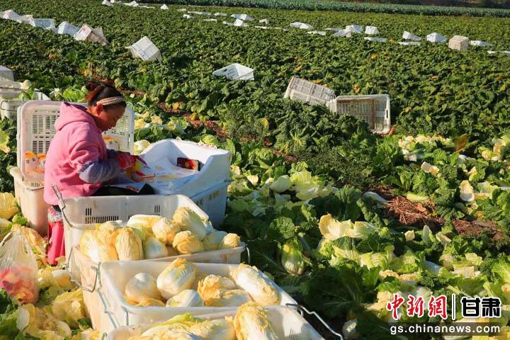 甘州娃娃菜获丰收。甘州区委宣传部供图